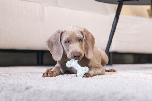 Beeztees Yavru Köpek Diş Oyuncağı, İçi Dolu Halka, Kauçuk, Yeşil, 10cm - 2