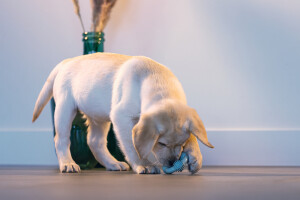 Beeztees Yavru Köpek Diş Oyuncağı, İçi Dolu Halka, Kauçuk, Yeşil, 8cm - 3