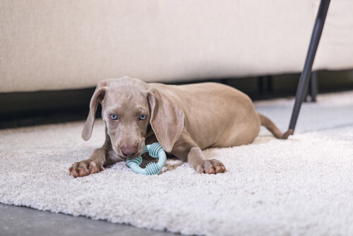 Beeztees Yavru Köpek Diş Oyuncağı, İçi Dolu Halka, Kauçuk, Yeşil, 8cm - 5