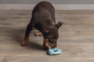 Beeztees Yavru Köpek Diş Oyuncağı, İçi Dolu Halka, Kauçuk, Yeşil, 8cm - 7