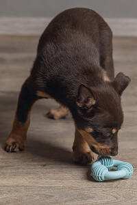 Beeztees Yavru Köpek Diş Oyuncağı, İçi Dolu Halka, Kauçuk, Yeşil, 8cm - 6