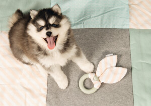 Beeztees Yavru Köpek Diş Oyuncağı, İçi Dolu Halka ve Kumaş, Kauçuk, Yeşil, 8,5cm - 2