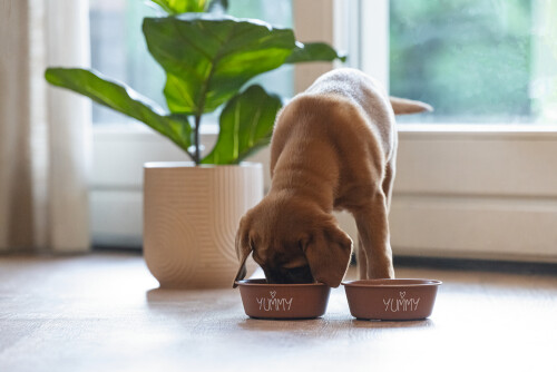 Beeztees Yavru Köpek Mama Su Kabı, Paslanmaz Çelik, Kaymaz Taban, Kiremit, 13cm, 470ml - 3