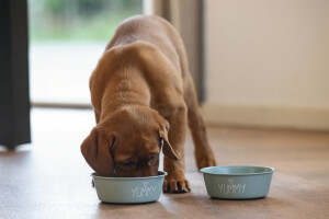 Beeztees Yavru Köpek Mama Su Kabı, Paslanmaz Çelik, Kaymaz Taban, Turkuaz, 13cm, 470ml - 3