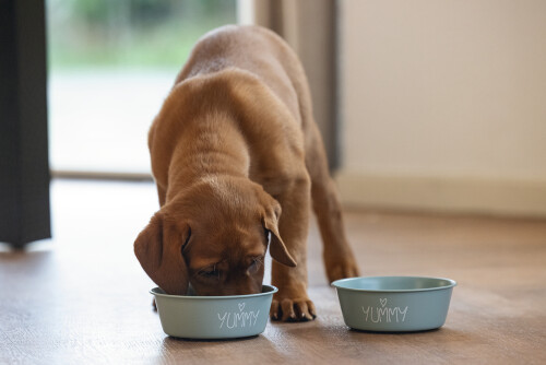 Beeztees Yavru Köpek Mama Su Kabı, Paslanmaz Çelik, Kaymaz Taban, Turkuaz, 13cm, 470ml - 3