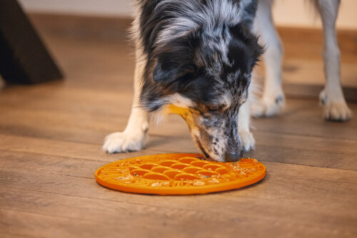 Beeztees Yavru Köpek Mama Yeme Oyuncağı, Daire Şeklinde, Silikon, Turuncu, 30cm - 6