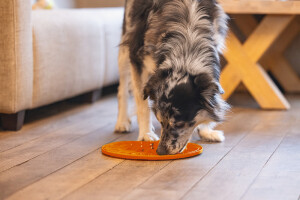 Beeztees Yavru Köpek Mama Yeme Oyuncağı, Daire Şeklinde, Silikon, Turuncu, 30cm - 3