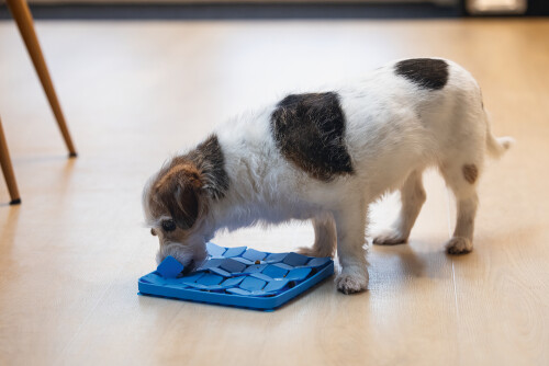 Beeztees Yavru Köpek Mama Yeme Oyuncağı, Kare Şeklinde, Silikon, Mavi, 20x20cm - 2