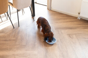 Beeztees Yavru Köpek Mama Yeme Oyuncağı, Silikon, Açık Mavi, 19cm - 7