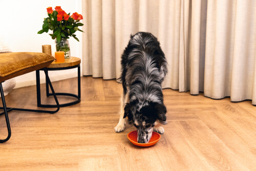 Beeztees Yavru Köpek Mama Yeme Oyuncağı, Silikon, Kırmızı, 19cm - 7