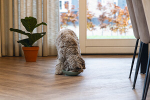 Beeztees Yavru Köpek Mama Yeme Oyuncağı, Silikon, Yeşil, 19cm - 7