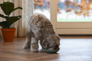 Beeztees Yavru Köpek Mama Yeme Oyuncağı, Silikon, Yeşil, 19cm - 10