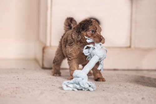 Beeztees Yavru Köpek Oyuncağı, Çift Düğümlü Diş İpi, Peluş, Mavi, 20x6x4,5cm - 4