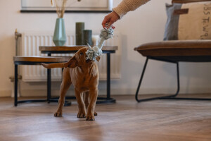 Beeztees Yavru Köpek Oyuncağı, Çift Düğümlü Diş İpi, Peluş, Mavi, 20x6x4,5cm - 5