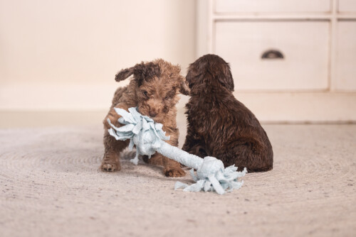 Beeztees Yavru Köpek Oyuncağı, Çift Düğümlü Diş İpi, Peluş, Mavi, 20x6x4,5cm - 3