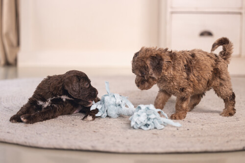 Beeztees Yavru Köpek Oyuncağı, Çift Düğümlü Diş İpi, Peluş, Mavi, 20x6x4,5cm - 6