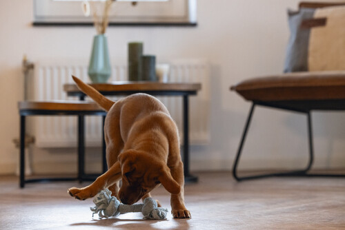 Beeztees Yavru Köpek Oyuncağı, Çift Düğümlü Diş İpi, Peluş, Mavi, 20x6x4,5cm - 7