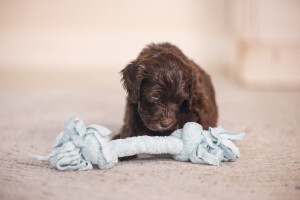 Beeztees Yavru Köpek Oyuncağı, Çift Düğümlü Diş İpi, Peluş, Mavi, 20x6x4,5cm - 9