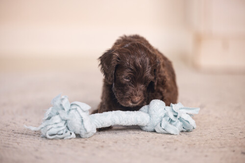 Beeztees Yavru Köpek Oyuncağı, Çift Düğümlü Diş İpi, Peluş, Mavi, 20x6x4,5cm - 9