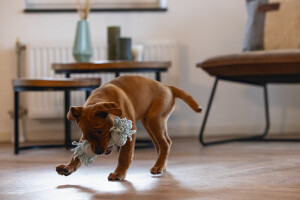 Beeztees Yavru Köpek Oyuncağı, Çift Düğümlü Diş İpi, Peluş, Mavi, 20x6x4,5cm - 10