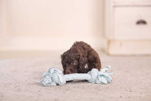 Beeztees Yavru Köpek Oyuncağı, Çift Düğümlü Diş İpi, Peluş, Mavi, 20x6x4,5cm - 2