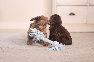 Beeztees Yavru Köpek Oyuncağı, Çift Düğümlü Diş İpi, Peluş, Mavi, 20x6x4,5cm - 3