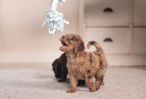 Beeztees Yavru Köpek Oyuncağı, Çift Düğümlü Diş İpi, Peluş, Mavi, 20x6x4,5cm - 8