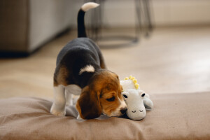 Beeztees Yavru Köpek Oyuncağı, Dinazor, Peluş, Yeşil, 19x14,5x9cm - 4