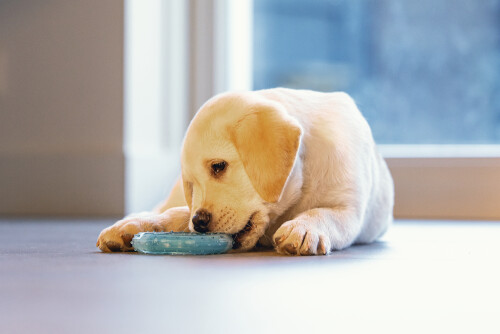 Beeztees Yavru Köpek Oyuncağı, Diş Kaşıma için Soğutulabilir, TPR, Mavi, 10x10x2,3cm - 4