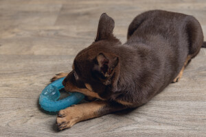 Beeztees Yavru Köpek Oyuncağı, Diş Kaşıma için Soğutulabilir, TPR, Mavi, 10x10x2,3cm - 6