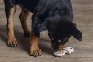 Beeztees Yavru Köpek Oyuncağı, Diş Kaşıma, Kauçuk, Pembe, 9,5x5,5x2cm - 2