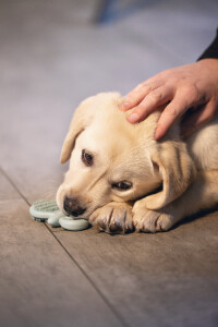 Beeztees Yavru Köpek Oyuncağı, Diş Kaşıma, Kauçuk, Yeşil, 9,5x5,5x2cm - 2