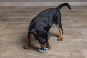 Beeztees Yavru Köpek Oyuncağı, Diş Kaşıma, Kauçuk, Yeşil, 9,5x5,5x2cm - 3