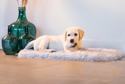 Beeztees Yavru Köpek Oyuncağı, Diş Kaşıma ve Masaj Dambıl, Kauçuk, Pembe, 9cm - 4