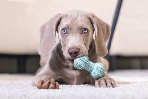 Beeztees Yavru Köpek Oyuncağı, Diş Kaşıma ve Masaj Dambıl, Kauçuk, Yeşil, 9cm - 3