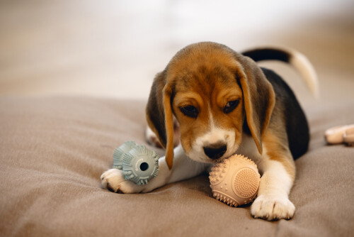 Beeztees Yavru Köpek Oyuncağı, Diş Kaşıma ve Masaj Dambıl, Kauçuk, Yeşil, 9cm - 2