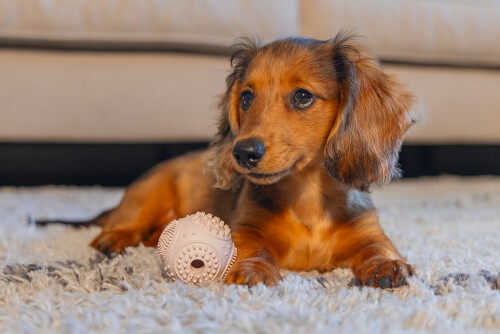 Beeztees Yavru Köpek Oyuncağı, Diş Kaşıma ve Masaj Topu, Kauçuk, Pembe, 5cm - 6