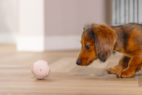 Beeztees Yavru Köpek Oyuncağı, Diş Kaşıma ve Masaj Topu, Kauçuk, Pembe, 5cm - 4