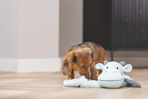 Beeztees Yavru Köpek Oyuncağı, Dragon, Peluş, Gri, 45x24,5x6cm - 3