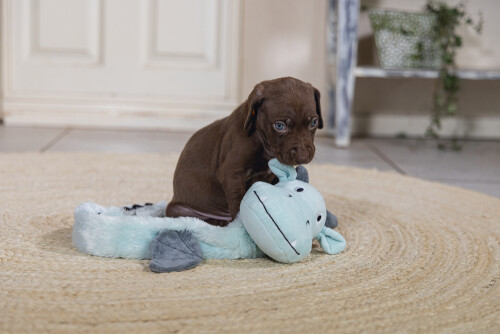 Beeztees Yavru Köpek Oyuncağı, Dragon, Peluş, Gri, 45x24,5x6cm - 6