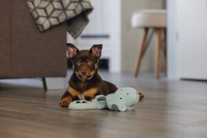 Beeztees Yavru Köpek Oyuncağı, Dragon, Peluş, Gri, 45x24,5x6cm - 7