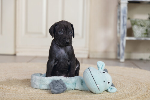 Beeztees Yavru Köpek Oyuncağı, Dragon, Peluş, Gri, 45x24,5x6cm - 8