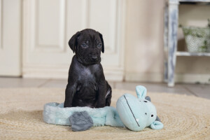 Beeztees Yavru Köpek Oyuncağı, Dragon, Peluş, Gri, 45x24,5x6cm - 8