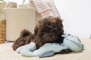 Beeztees Yavru Köpek Oyuncağı, Dragon, Peluş, Gri, 70x16x10cm - 5