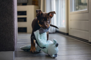 Beeztees Yavru Köpek Oyuncağı, Dragon, Peluş, Gri, 70x16x10cm - 7