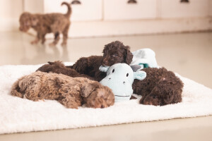 Beeztees Yavru Köpek Oyuncağı, Dragon, Peluş, Yeşil, 31,5x25x17cm - 5