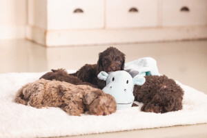 Beeztees Yavru Köpek Oyuncağı, Dragon, Peluş, Yeşil, 31,5x25x17cm - 6