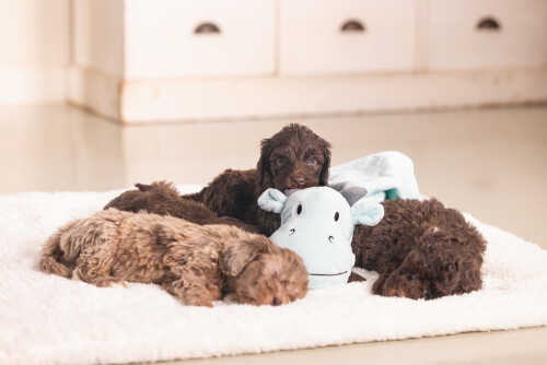 Beeztees Yavru Köpek Oyuncağı, Dragon, Peluş, Yeşil, 31,5x25x17cm - 6