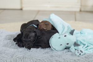 Beeztees Yavru Köpek Oyuncağı, Dragon, Peluş, Yeşil, 31,5x25x17cm - 7