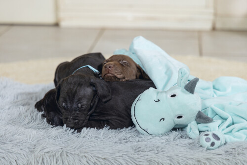 Beeztees Yavru Köpek Oyuncağı, Dragon, Peluş, Yeşil, 31,5x25x17cm - 7